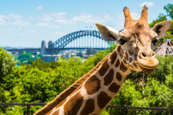 taronga zoo resources